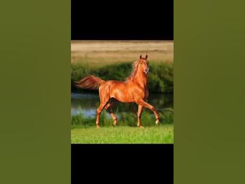 рыжая лошадь #horseлошадь - YouTube