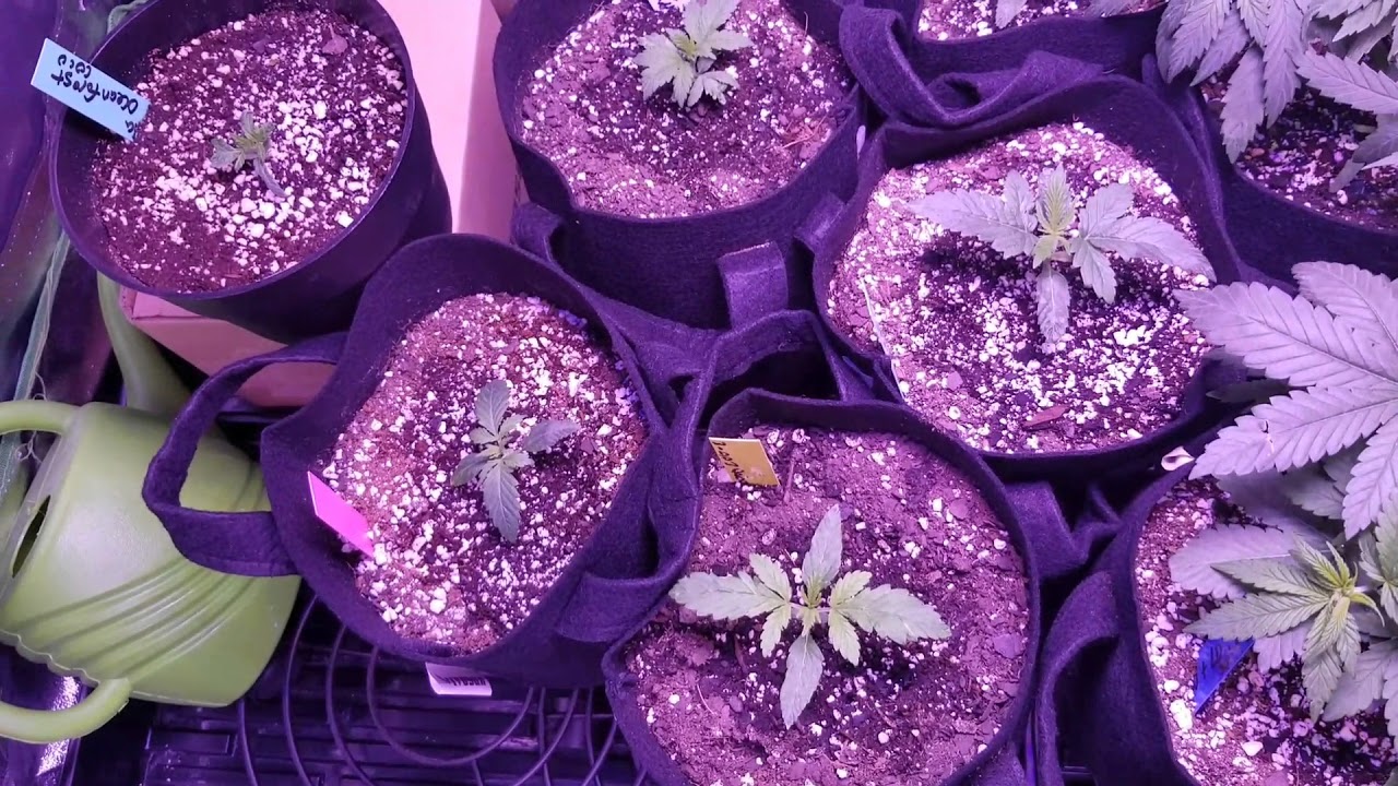 Dyna gro- protekt! Nukeheads seeds