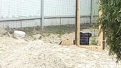 Соловей на охране своего гнезда. Соловьи в естественной природе.