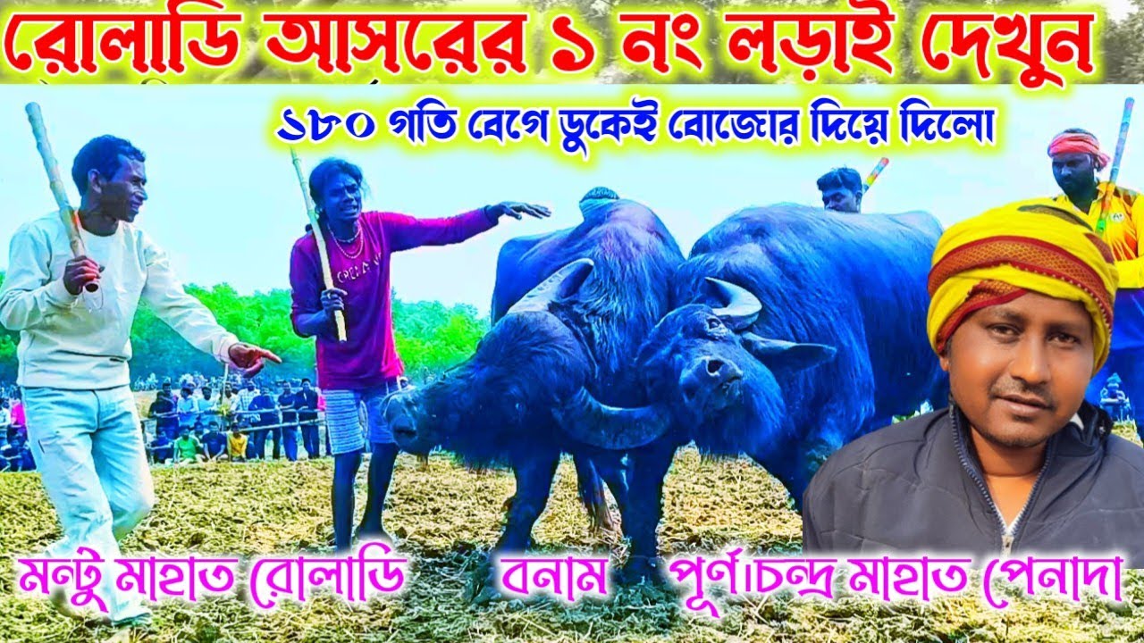 রোলাডি আসরের ১ নং কাড়ার লড়াই দেখুন। মন্টু মাহাত রোলাডি বনাম পূর্ণ চন্দ্র মাহাত ঝাড়খণ্ড।