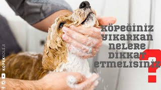 Köpeğinizi Yıkarken Nelere Dikkat Etmelisiniz?