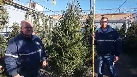 How To Pick A Live Christmas Tree - Ace Hardware