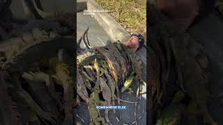 Florida man creates 'blanket' of cold-stunned iguanas