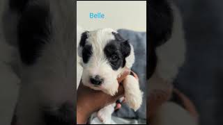 Belle - Female F1 Standard Sheepadoodle #dogsofyoutube #doodlepuppy #teddybear #sheepadoodle #snoopy