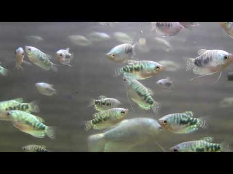 თევზი გურამი  Гурами голубой