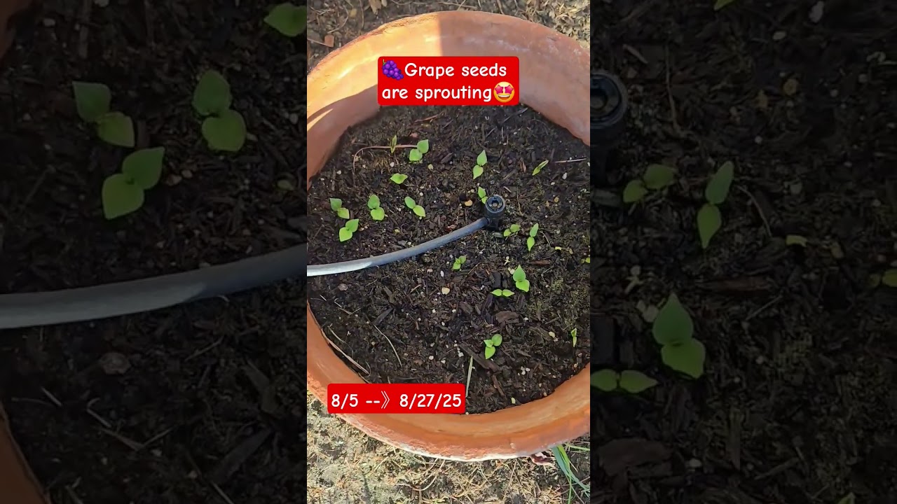 🍇grape seeds are sprouting 