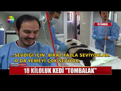 18 kiloluk kedi \