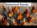 Белохохлые голландские куры