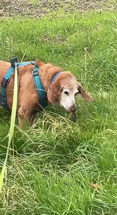 dog-eats-a-mouse-never-found-again-dog-youtube