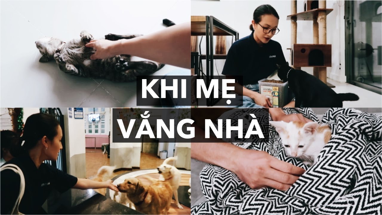 chăm sóc chó mèo New Khi mẹ vắng nhà: Chó mèo ở nhà một mình thế nào khi mình đi vắng