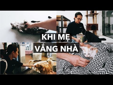 Video: Mèo Làm Gì Khi ở Một Mình?