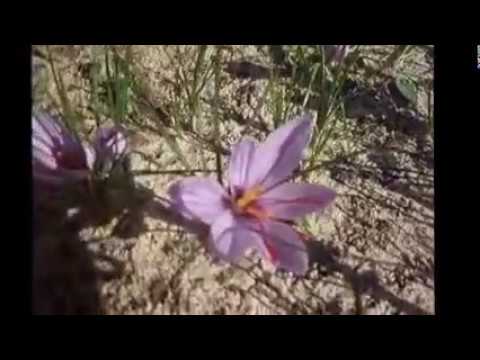 Видео: Излекуване на луковици от минзухар - кога да изкопаете луковици от минзухар за съхранение