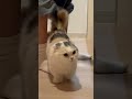 独身一人暮らし25歳男と子猫達の会話。#cat #kitty
