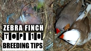 Download lagu Zebra Finch Breeding 10 best breeding tips part 1 Zebra Finch Breeding 10 best breeding tips part 1