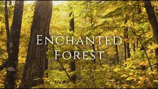 Enchanted Fall Forest Birdsong - 3hrs of Healing Nature screenshot 3