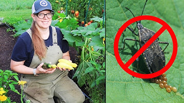 How to Prevent Squash Bugs (Naturally!)