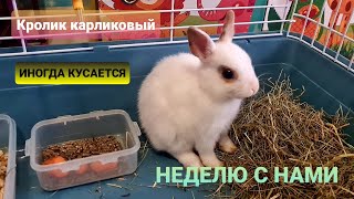 Кролик карликовый // Декоративный Отзыв // Иногда кусается