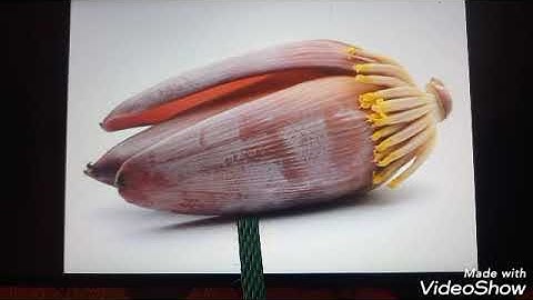 Std 2 Integration Unit 4 Class 25 Whiteboard ID