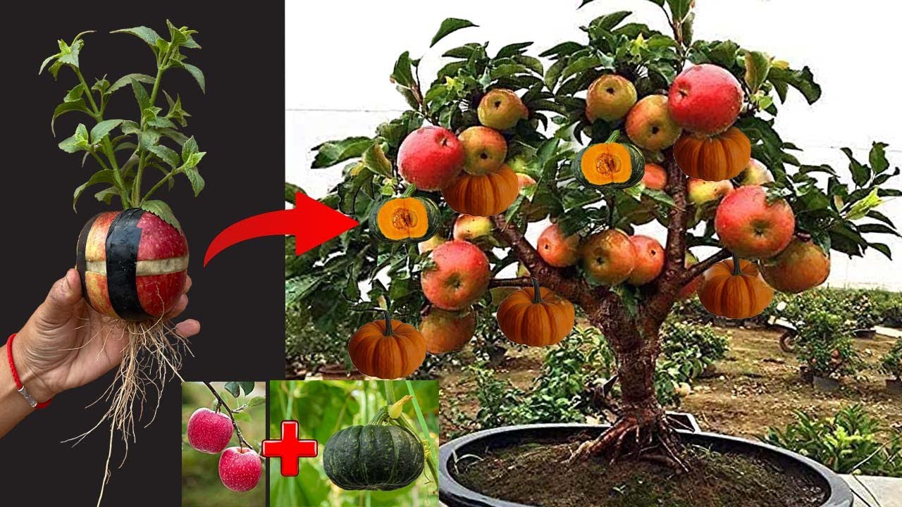 Apple with Pumpkin grafting Strange Skills How I Grow Apples With
