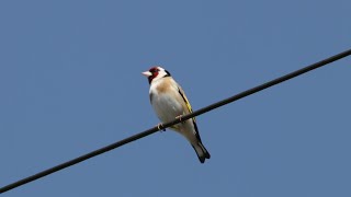 Gold Finch in song. Stunning 4K.