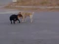 قفل کردن سگ