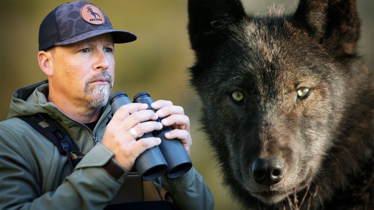 Face to Face With a Pack of Wolves at Their Den