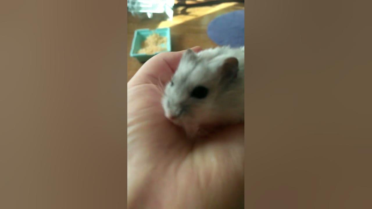 мой хомячок мой хомячок - YouTube