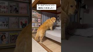 ぼく寝るよー？ゴールデンレトリバー寝床につきました！Golden retriever went to bed