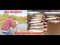 Forellenangeln mit Spoon, Bodentaster, Pose Angelpark Losser Powerbait, Lachsforelle Trout Fishing