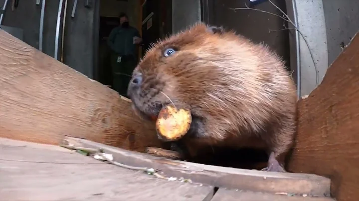 Busy Beavers Bring Big Branches