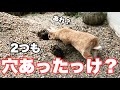 親方のトンネル、完成を待たずに崩落してしまう #994