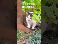 ご飯を催促しに来た母猫について来たヨチヨチ子猫天使ちゃん#shorts