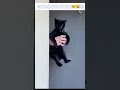 FUNNYMOMENTSCats😂😂#shorts #animalshorts