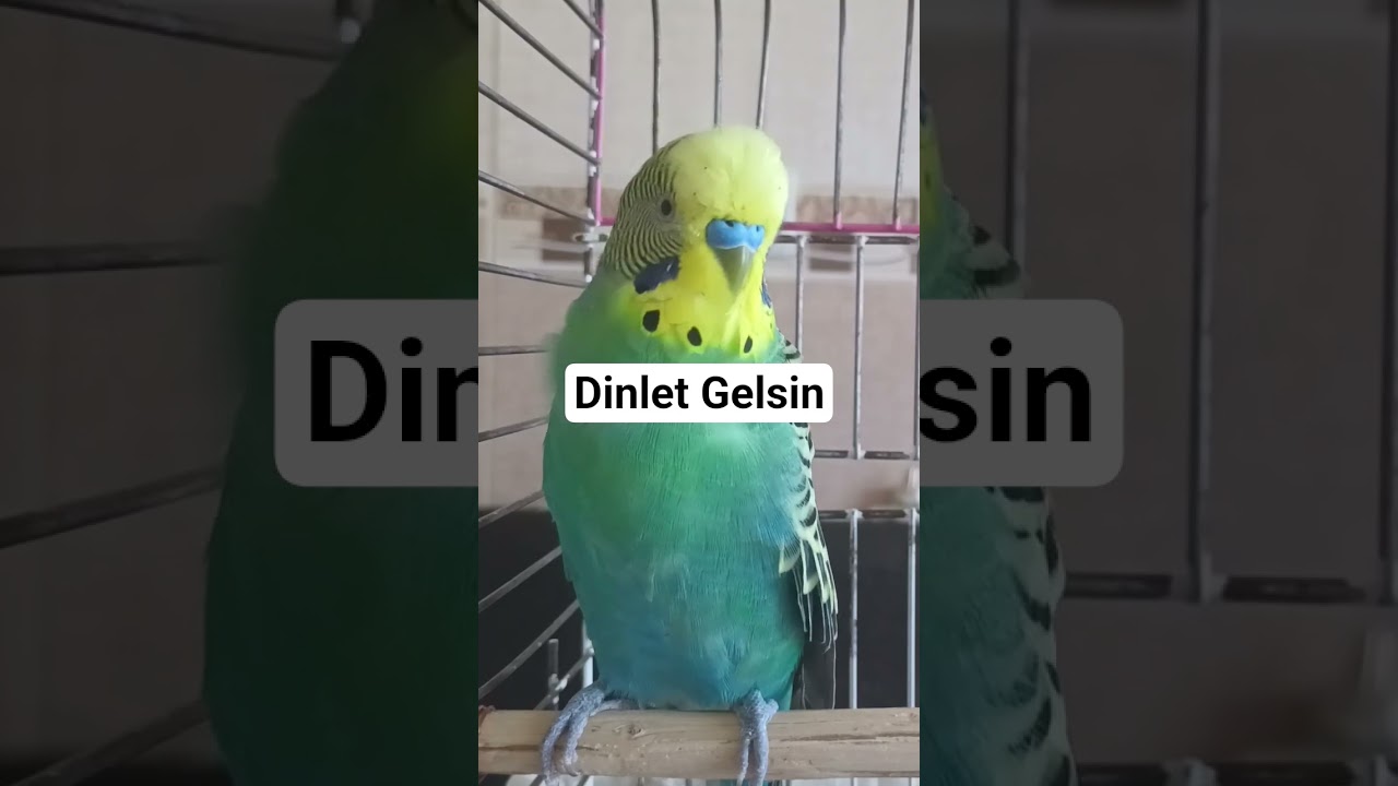 Dinlet Gelsin #talkingparot #birds #budgies #blackfacebudgie #birdsong #muhabbetkuşu #parakeet