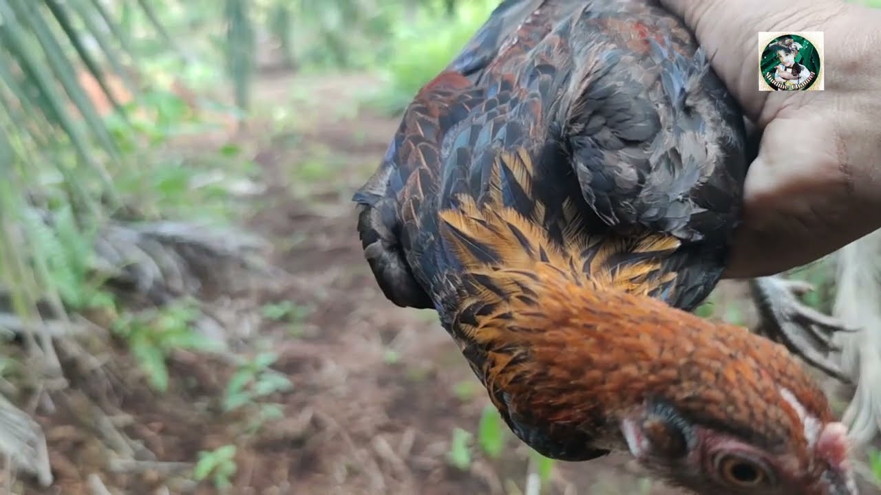 Ayam Hutan Pikat Betina 226