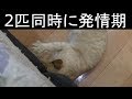 【可愛い】家猫のメスのドコモとみーちゃん、2匹同時に発情期が来たらどう対処すればいいのか…落ち着いて対処する