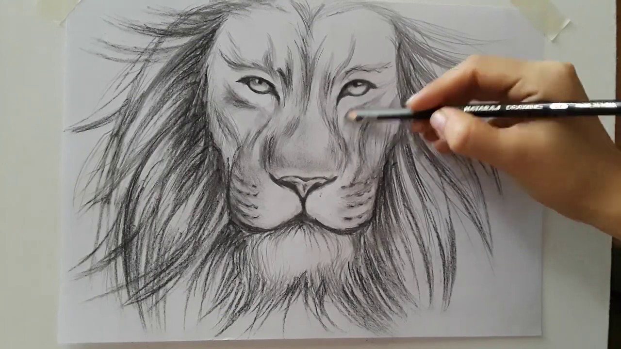 Cómo dibujar un León paso a paso. Fácil. How to draw a lion step by ...