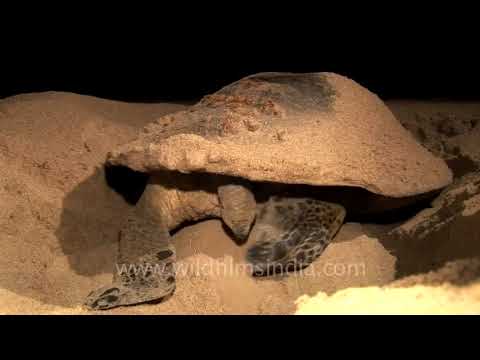 Olive Ridley Turtle laying eggs