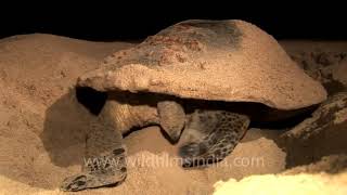 Olive Ridley Turtle laying eggs