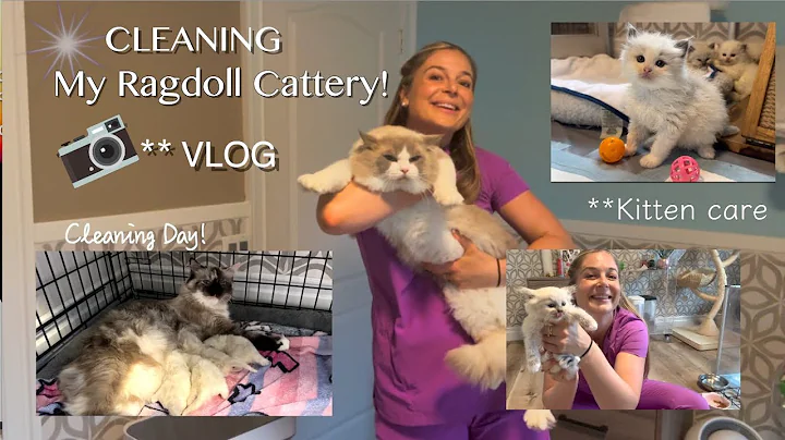 Watch the video about VLOG | 9 min Ragdoll Cattery Hangout Time with me. 🐱Let's Clean and Cuddle Kittens!
