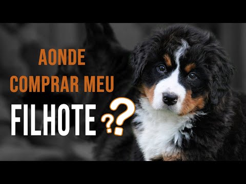 Vídeo: Quando os criadores vendem filhotes?