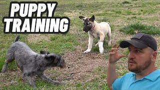 GUARD DOG PUPPY Meets His New Training Partner! by Hidden Heights Farm 48,715 views 2 weeks ago 34 minutes