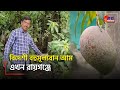 Raiganj news  foreign precious mangoes are now in raiganj rctv sangbad