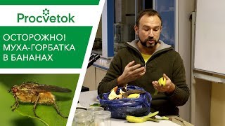 СРОЧНО! Опасный вредитель в бананах и мандаринах! СРОЧНО! Опасный вредитель в бананах и мандаринах!