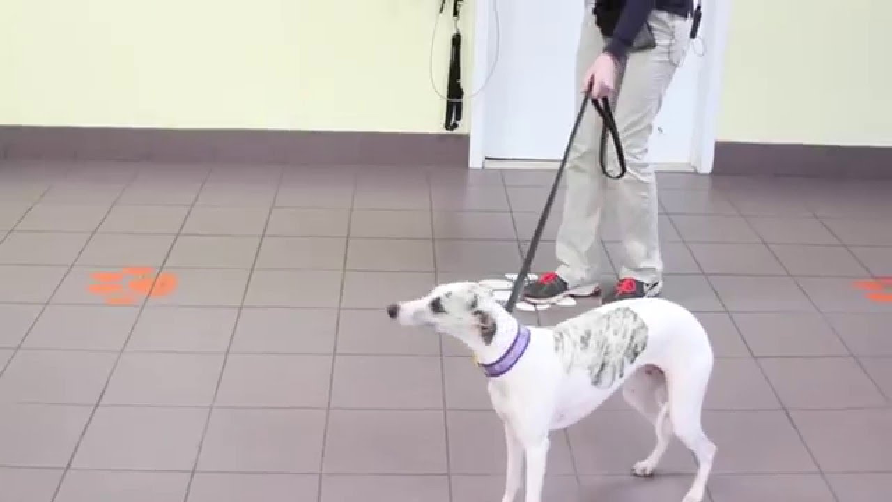Training your Dog to Walk on a Leash YouTube