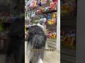 장난감 고르고 떼쓰는 보더콜리 페퍼 #shorts
