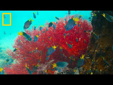 Mladunci morskih pasa | Sharkfest | National Geographic Croatia