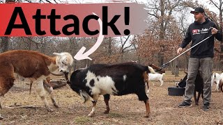 When Alpacas Attack! Rufus Was MAD!