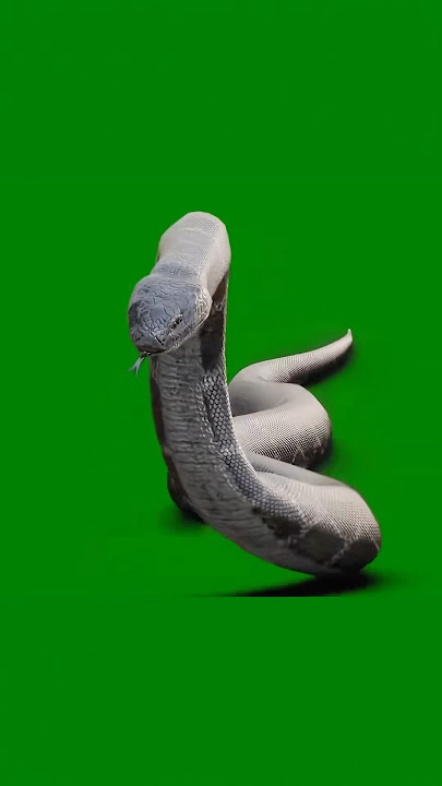 🟢 Realistic Snake Animation Green Screen! 🐍 Download & Use  Your Edits | #greenscreen #VFX #shorts