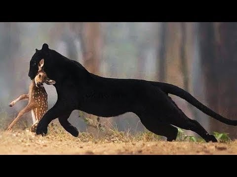 Video: Leben Panther im Regenwald?